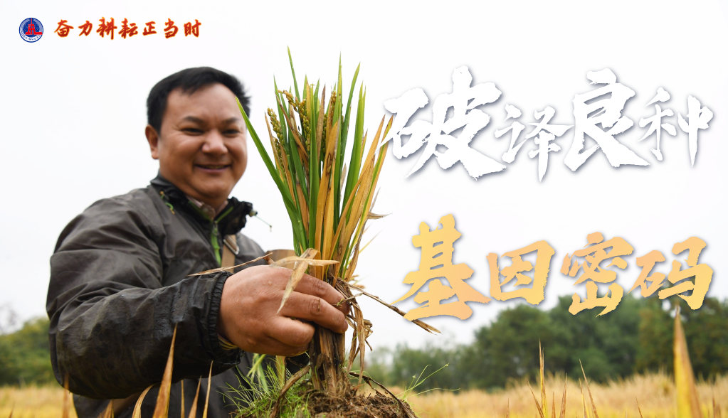习近平总书记关切事|奋力耕作正其时——农业强国建设一线的四个故事 -  豪门国际