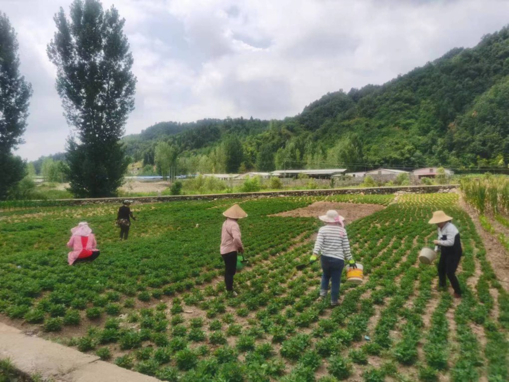 藏粮于地 藏粮于技 豪门国际